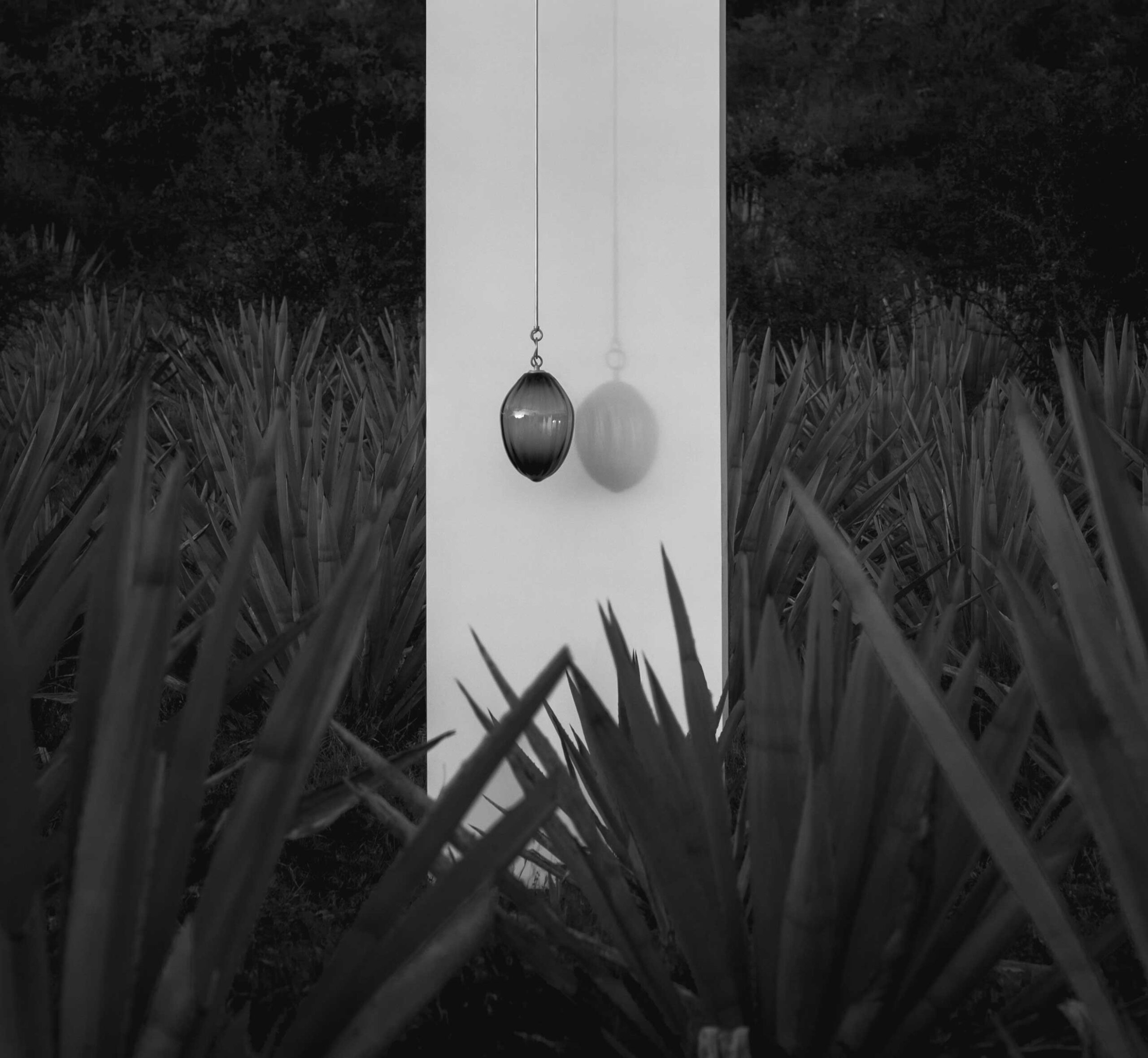 tobala pendant out in the agave fields