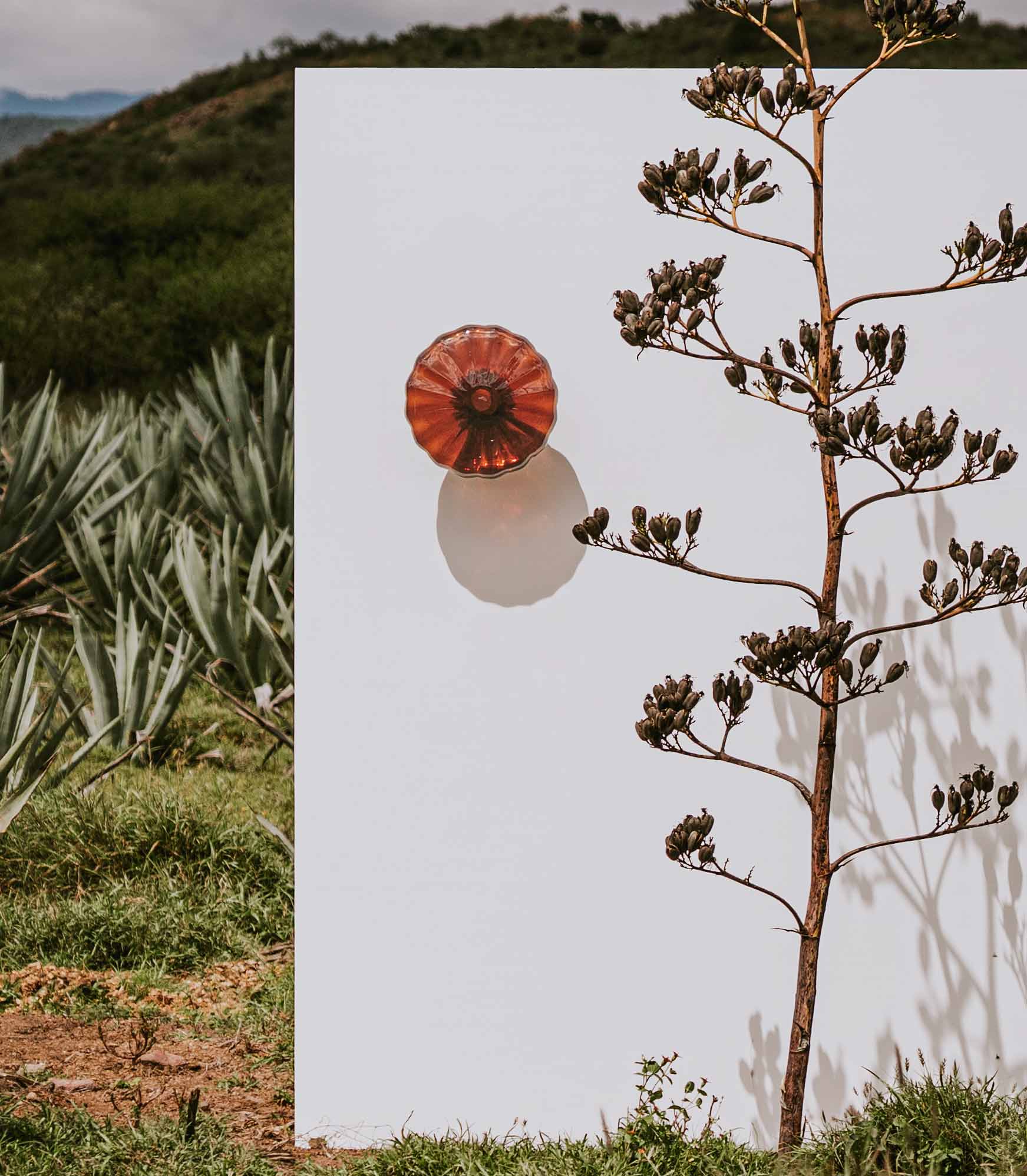 espadin sconce in cobre glass in the agave field
