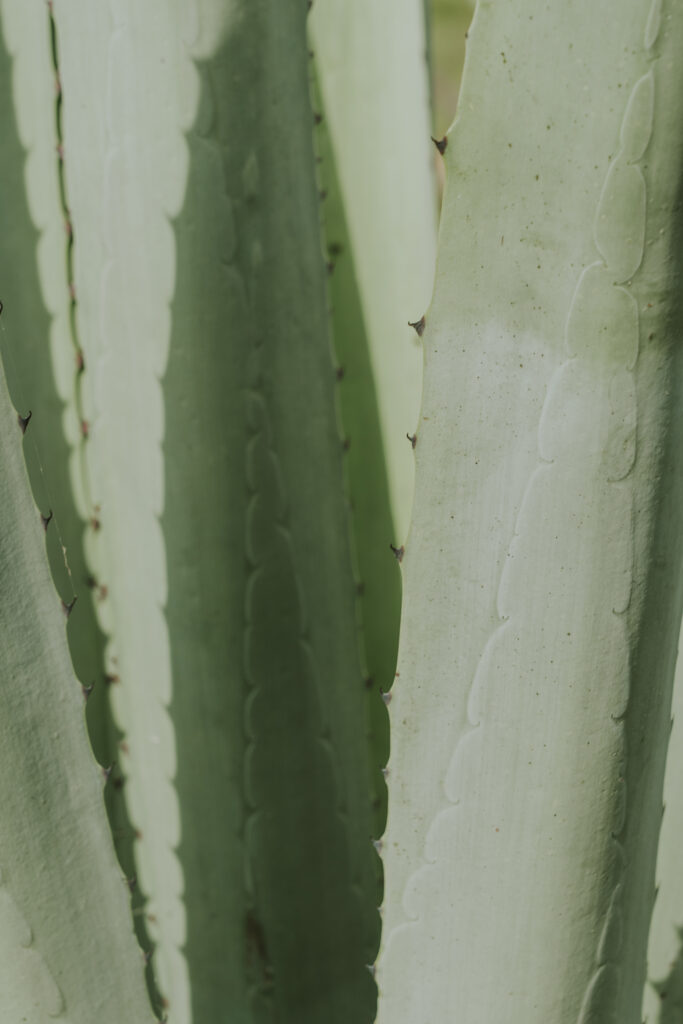 DSC01087 Agave plant